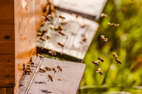 Bienenwarteschulung