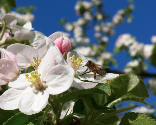 Apfelblüte