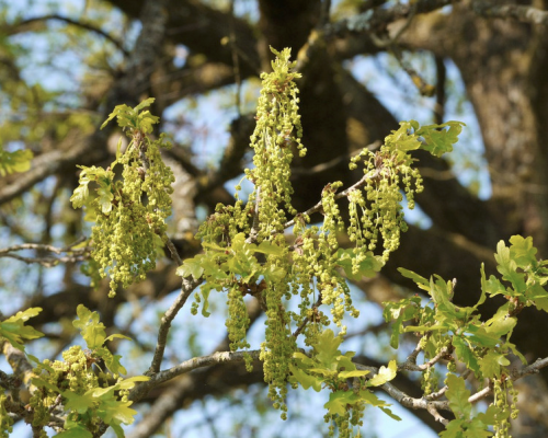 Eichenblüte