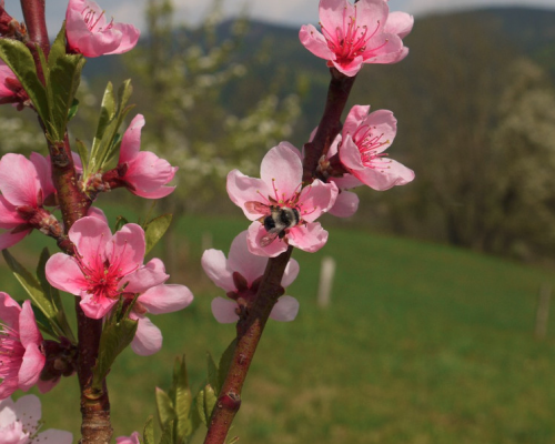 Pfirsichblüte