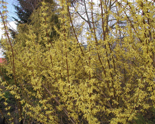 Forsythie keine Bienenweide