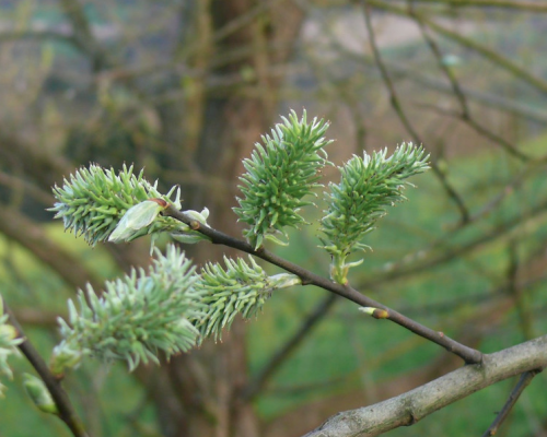 Weide weibliche Blüte